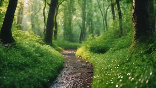 Un sendero forestal verde reluciente empapado por una reciente lluvia de verano.