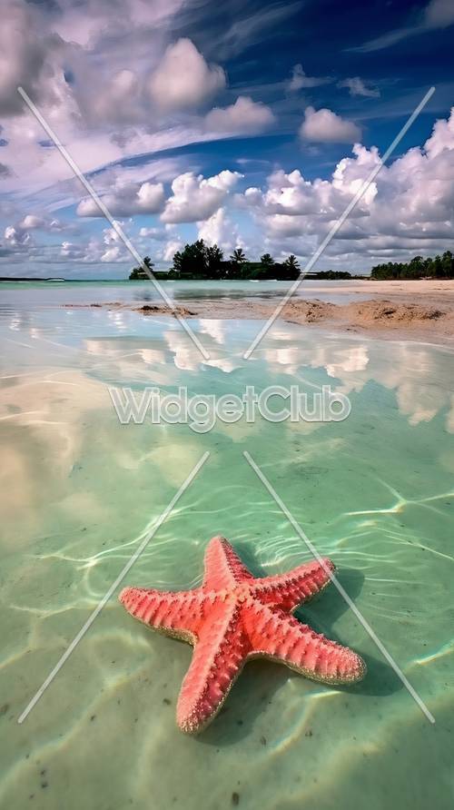 热带海滩上的海星