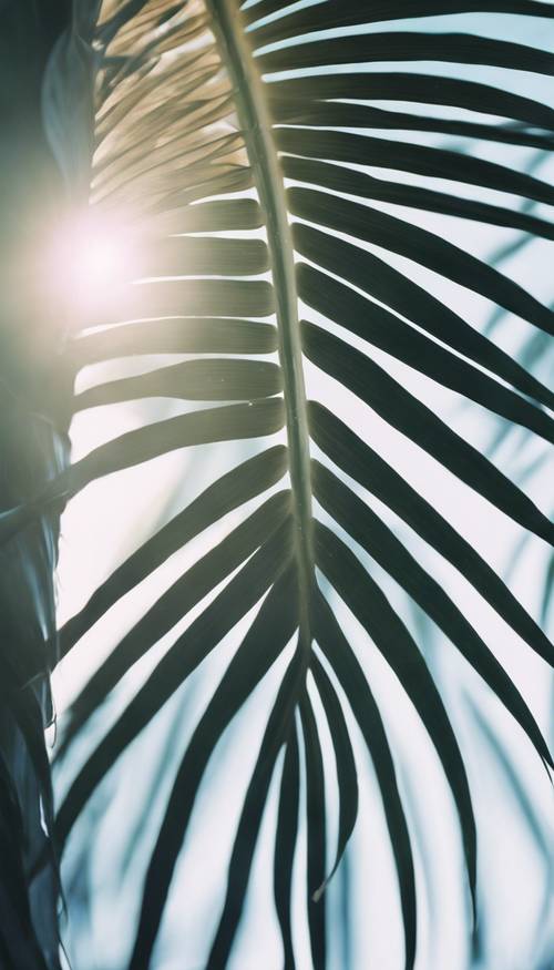 Folha de palmeira macia e de tom azul à luz do sol da manhã.
