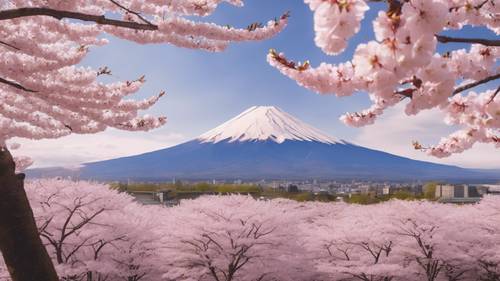 Pole kwitnących jasnoróżowych kwiatów wiśni z górą Fuji w tle.