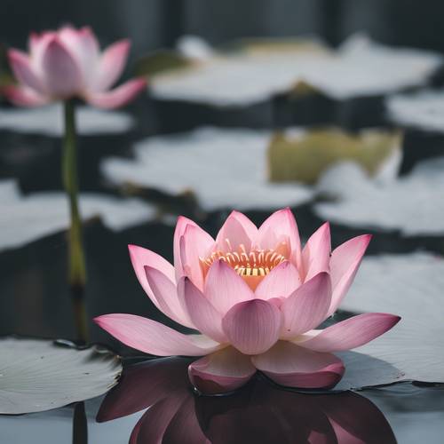 Un elegante loto rosa en un tranquilo estanque gris.