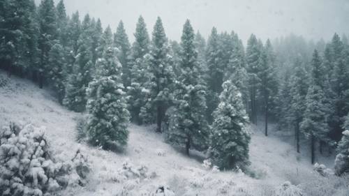 Gentle snowfall adding a layer of white to the uniform green of a pine forest