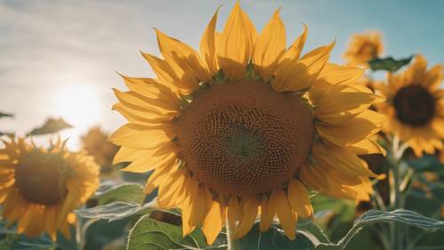 Un primo piano di un girasole che risplende luminoso sotto il cielo cristallino di luglio.