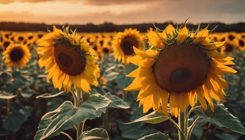 An ecstatic representation of a sunflower field at sunset, with golden hues washing over waving petals.