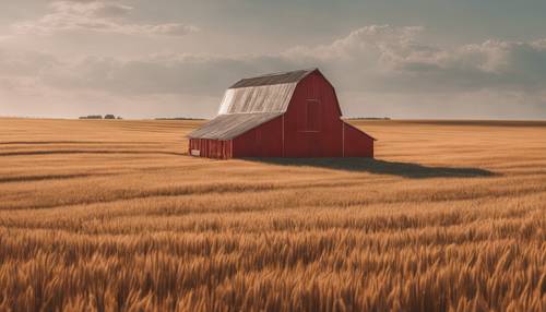 Um celeiro rústico pintado de vermelho claro em meio a um campo de trigo dourado.