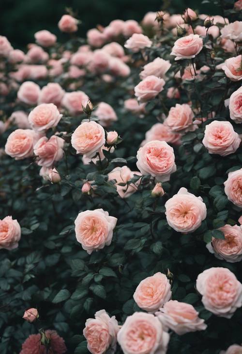 英國玫瑰園長滿了神秘的黑玫瑰。
