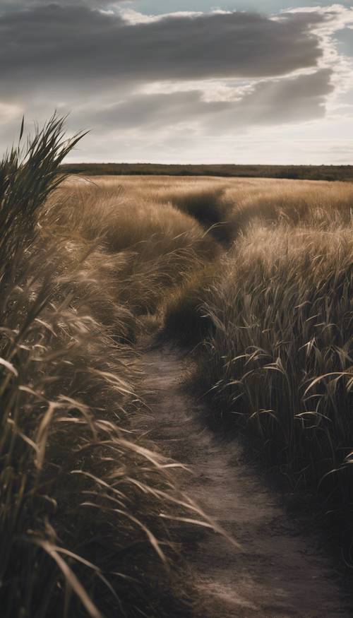 一条蜿蜒的小路穿过一片长满高大的黑草的茂密田野。
