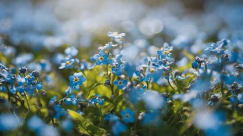 A sea of blue forget-me-nots sprawling under the warm spring sun.