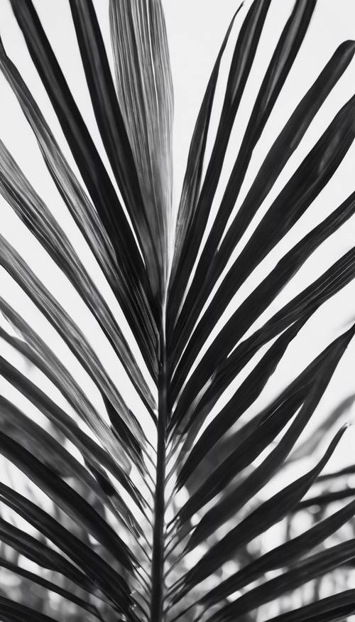 A close-up image of a palm leaf shaded in shades of black and white.