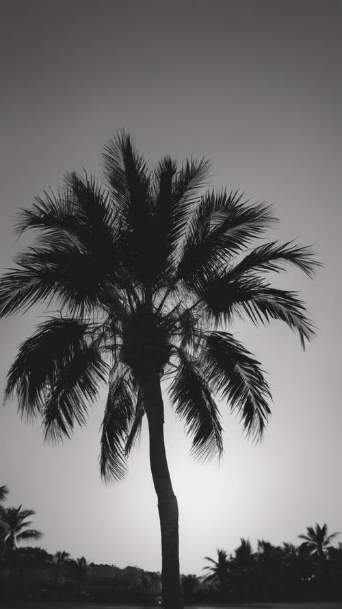 A monochrome image of a palm tree in the background of a sunset.