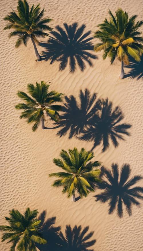 A bird's-eye view of several palm trees creating striking shadows on the sandy beach.