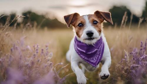 Um alegre Jack Russell terrier com uma bandana roxa no pescoço brincando em um campo.