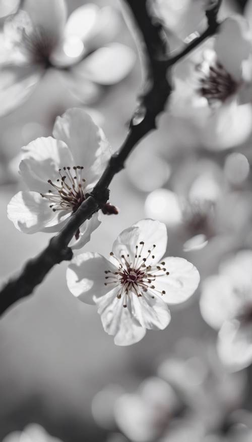Detailed black and white image of falling cherry blossom petals