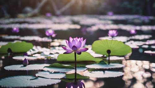 Fioletowe kwiaty lotosu unoszą się bezczynnie na spokojnych wodach japońskiego stawu. Tapeta [98010ba84a16405d9559]