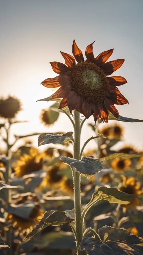 A flourishing chocolate-colored sunflower growing in a rustic field under the morning sun.