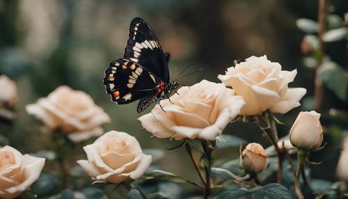 バラのつぼみにとまった黒とベージュの蝶　庭園で満開の花を楽しむよ