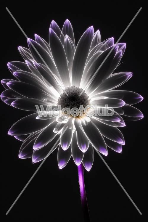 Marguerite aux bords violets brillants dans le noir