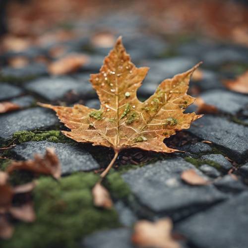 A brown maple leaf lying flat on a cobbled pathway textured with moss and lichens.