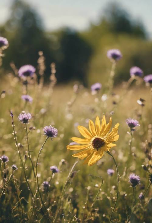 A coquettish flower leans towards the sunny sky amidst an overgrown meadow.