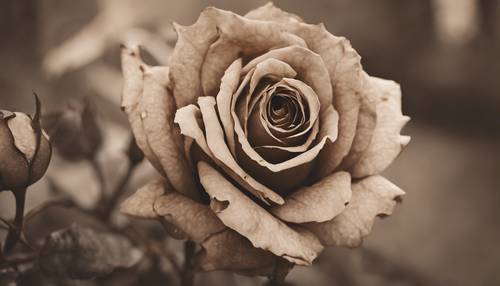 A withered, sepia tone rose, symbolizing the beauty of decay and passage of time.