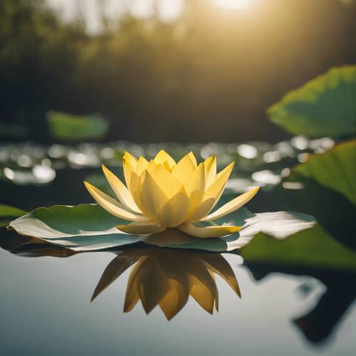 Sakin bir gölette açan sarı bir nilüfer çiçeği.