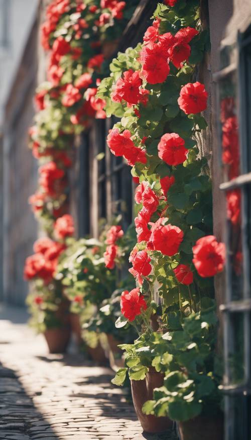 A quiet alleyway lined with bright geraniums hanging from windowsills.