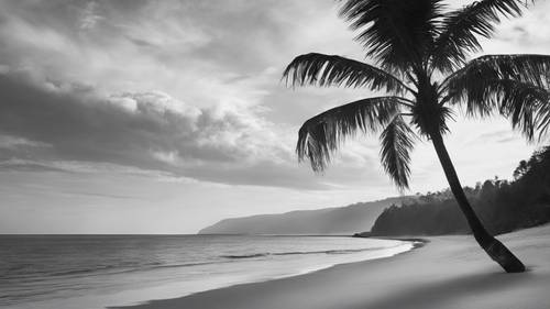 A black and white portrayal of a palm tree overshadowing a quiet beach.