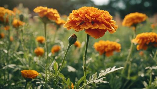 Um calêndula em tons ricos, suas flores são uma explosão de laranja ardente e dourado, destacando-se corajosamente em meio a um mar de verde.