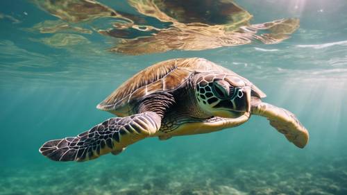 Eine einsame Grüne Meeresschildkröte schwimmt gemütlich in den sanften Wellen des Pazifischen Ozeans.