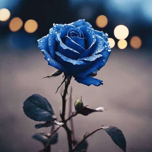 ורד כחול, לא שכיח ומסתורי, תחת אור הירח הבוהק.