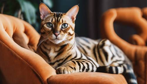 オレンジ色のベルベットソファに座る金色のベンガル猫