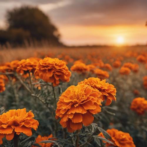 Orange marigolds spreading across a field in autumn, set against a warm sunset.