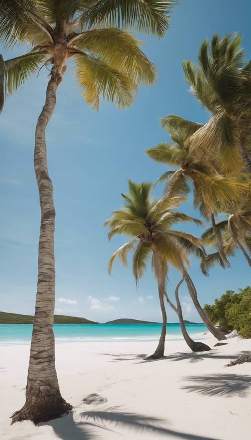 Langit biru cerah di Pantai Flamenco, Culebra, Puerto Riko dengan pohon palem dan pasir putih