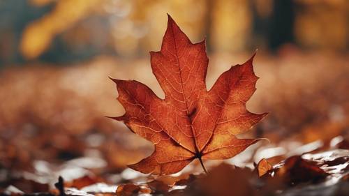 枫叶的特写，在火红的秋色背景下，叶脉清晰可见。