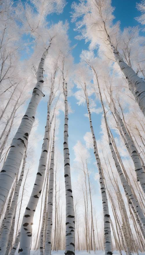 White birch trees standing in a snow-covered forest under the clear blue sky Tapet [6ae379a0f3744b27b7ff]