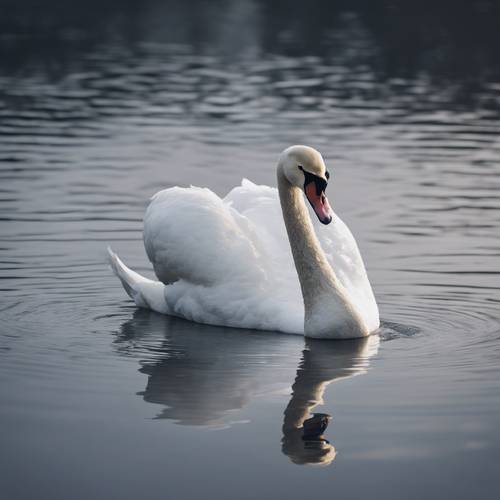 A calm white swan swimming serenely in a gray moonlit lake.