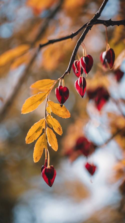 Serin sonbahar esintisinde dans eden siyah kanayan bir kalbin sonbahar renkli yaprakları.