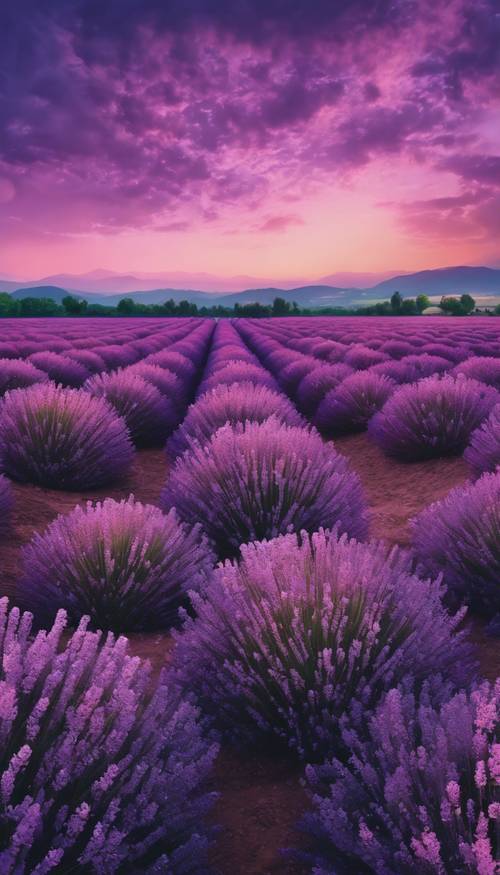A lavender field under a deep purple twilight sky. Tapet [23673186997540f49bf9]