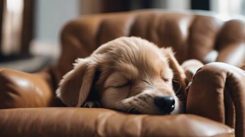 Seekor anak anjing lucu tertidur di kursi berlengan kulit berwarna coklat yang nyaman dan besar.