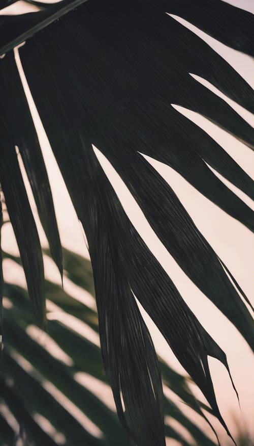 Ein tropisches schwarzes Palmenblatt, das sanft in der Abendbrise wiegt.