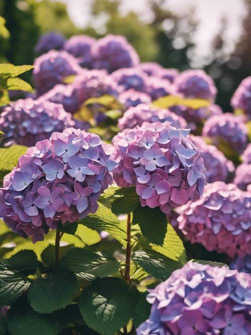Un encantador jardín adornado con hortensias en flor de color púrpura bajo un brillante cielo de verano.
