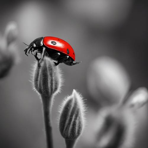 Kumbang merah tebal pada kuncup petunia hitam, bersiap mekar di taman monokrom.