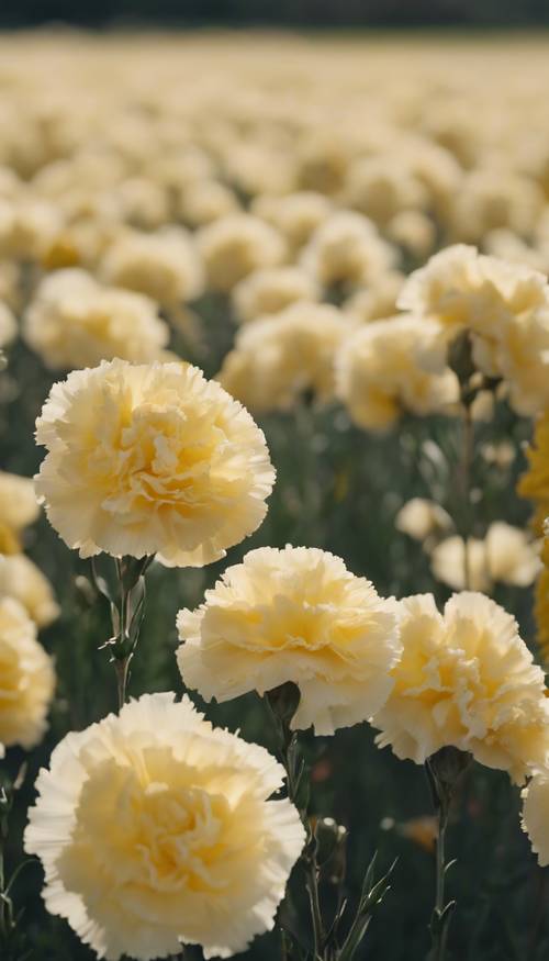 Various shades of yellow carnations bountifully growing in a field, swaying gently with the wind. Tapeta [9b9b99f9740146c6b568]