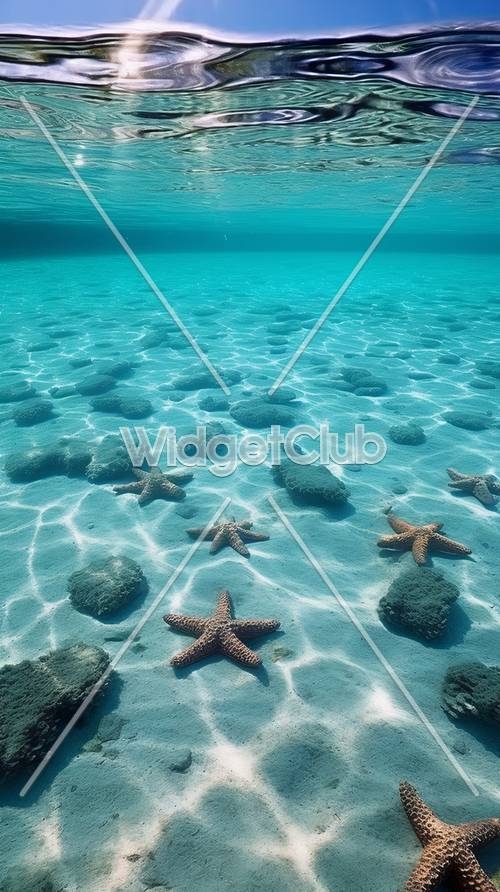 Starfish Paradise Under Crystal Clear Water Tapeta na zeď[5b854c700d6d4dbb90f6]