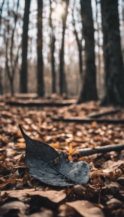 Una hoja negra caída que se pudre en el suelo del bosque, un testimonio de la naturaleza cíclica de la vida.