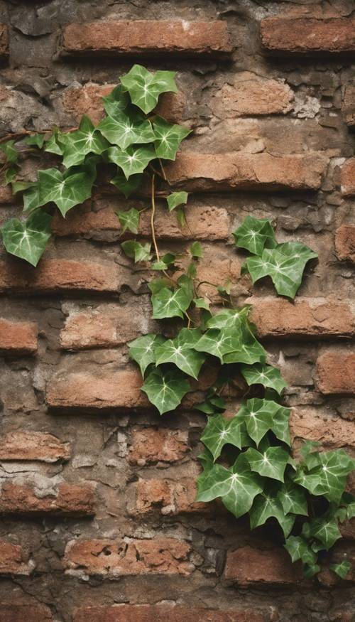 Ivy arrastrándose sobre un patrón de pared de ladrillo marrón desgastado.
