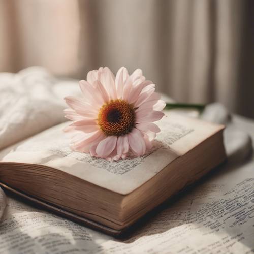 A pale pink daisy laying in the middle of an open antique book bathed in natural light.