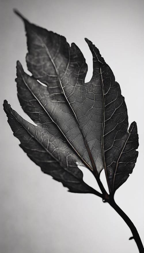 Atemberaubendes, detailliertes Nahaufnahmeporträt eines schwarzen Blattes vor einem kontrastierenden hellen Hintergrund. Hintergrund [eeb31deaf4f54f64a94a]