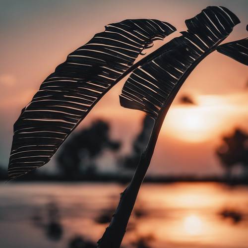 Ein einzelnes schwarzes Bananenblatt vor dem Hintergrund eines Sonnenuntergangs.