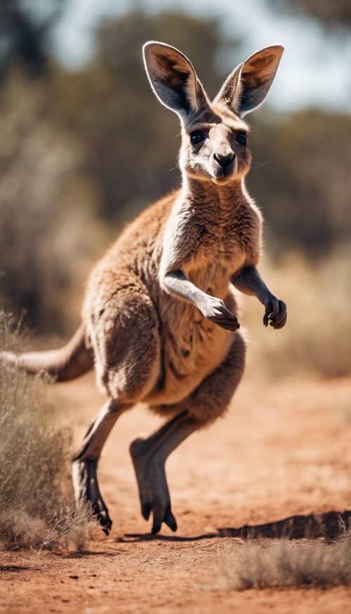 A happy kangaroo hopping through the Australian outback during a sunny day Tapet [ba7ac9419f5e4213870e]